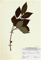 藏品(牛乳榕)的圖片